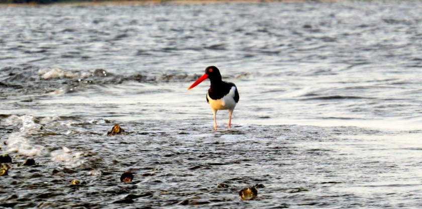 Advice from a wise oystercatcher 